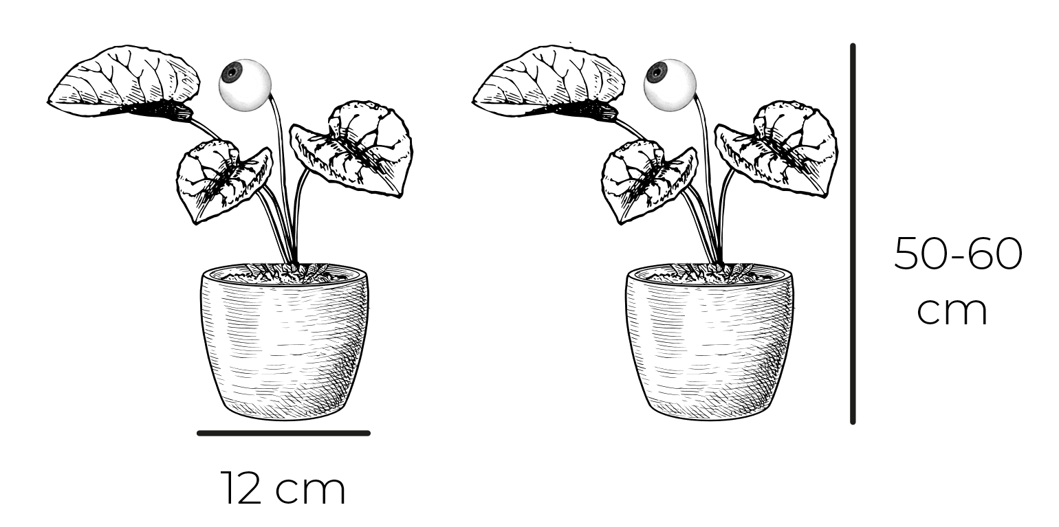 Philodendron Melanochrysum Energumène dimensions